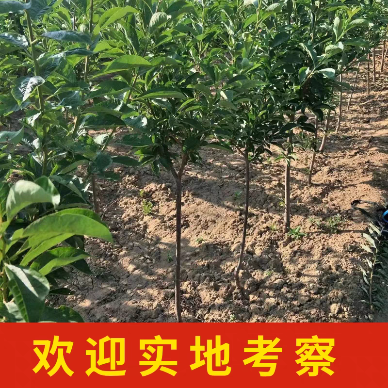 果园直发李子树苗恐龙蛋李子黑霸王冬雪李子包对版成活率