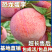 果园直发李子树苗恐龙蛋李子黑霸王冬雪李子包对版成活率