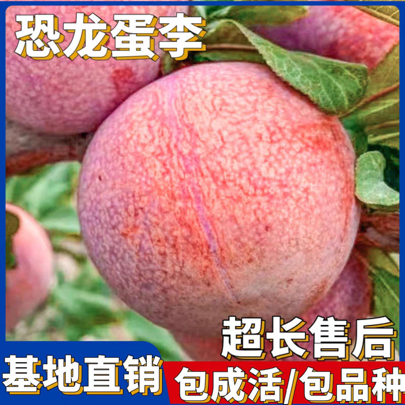 果园直发李子树苗恐龙蛋李子黑霸王冬雪李子包对版成活率