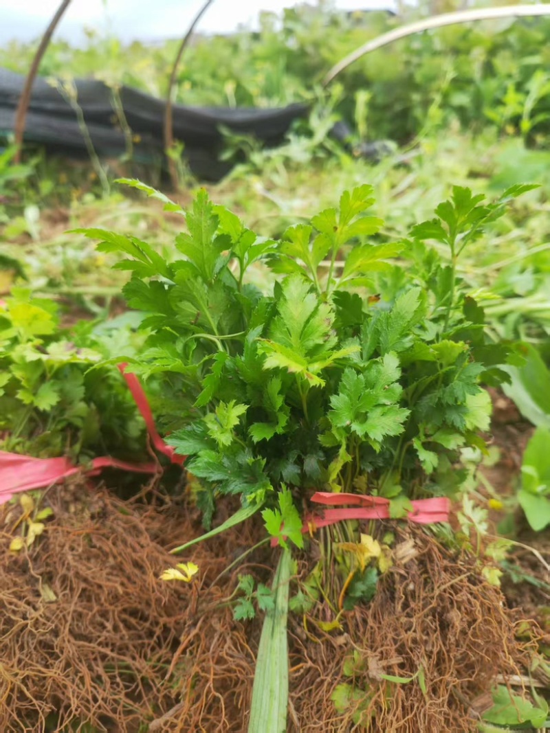 黄连种苗鸡爪黄连川黄连盆栽花奔苗带须根带土好成活