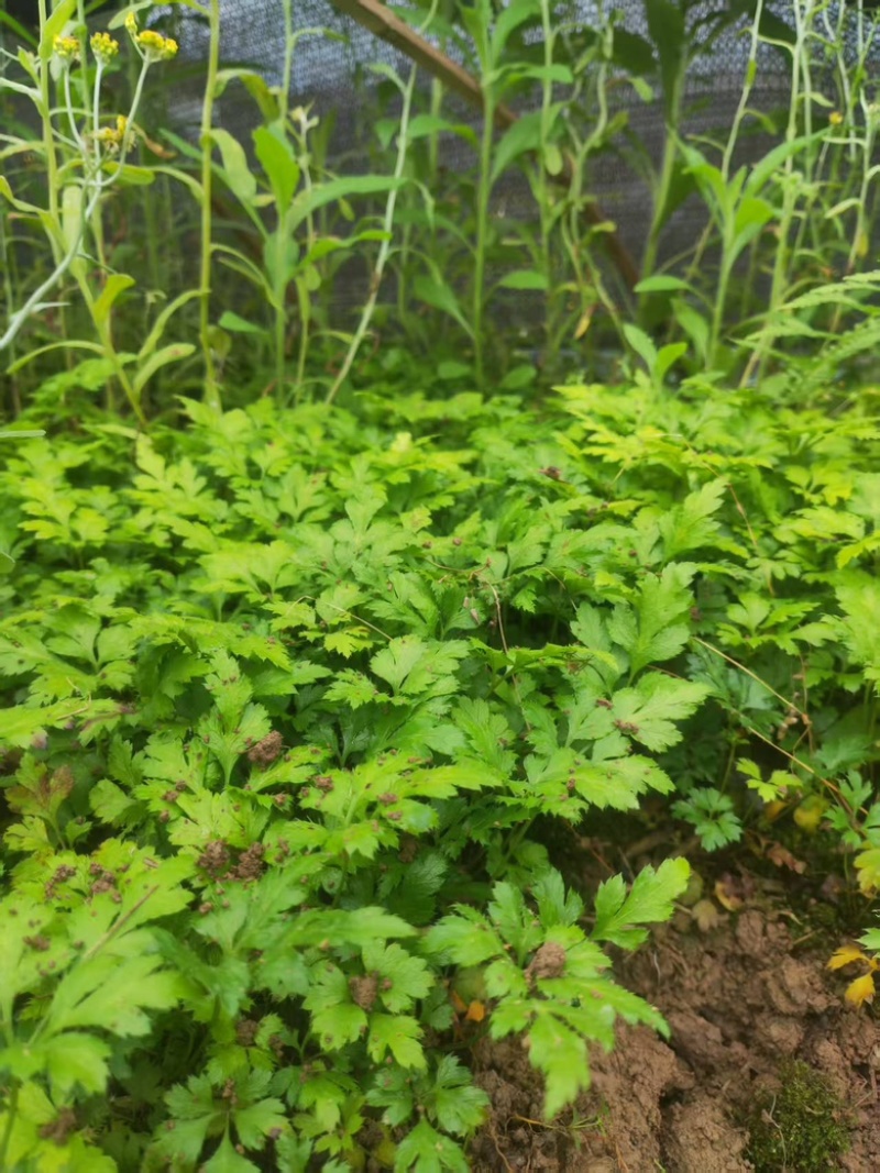 黄连种苗鸡爪黄连川黄连盆栽花奔苗带须根带土好成活