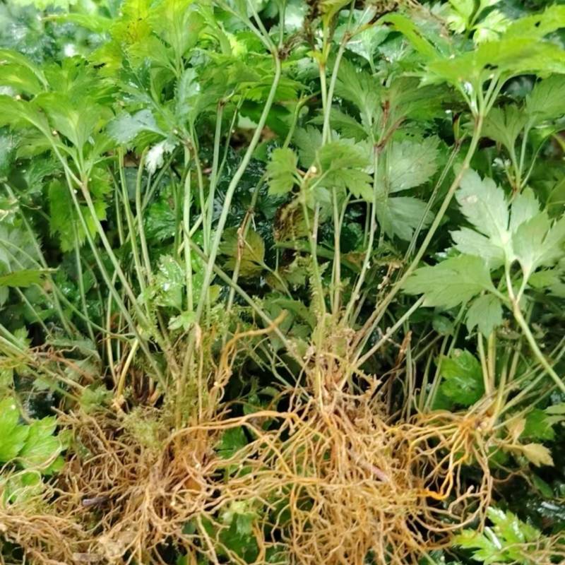 黄连种苗鸡爪黄连川黄连盆栽花奔苗带须根带土好成活