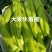 辣椒苗朝天椒苗麻椒牛角椒苗辣妹子太空椒苗品质保证常年有苗