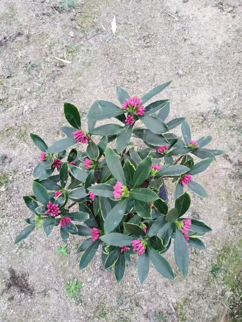 金边瑞香年宵花带香味各规格金边瑞香花卉绿植