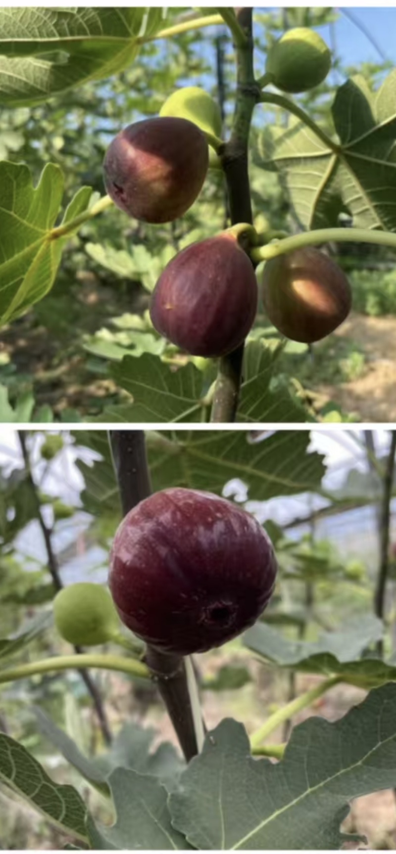 山东无花果大量上市品质保证对接电商市场产地直出，欢迎致电