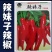 辣椒苗朝天椒苗麻椒牛角椒苗辣妹子太空椒苗品质保证常年有苗