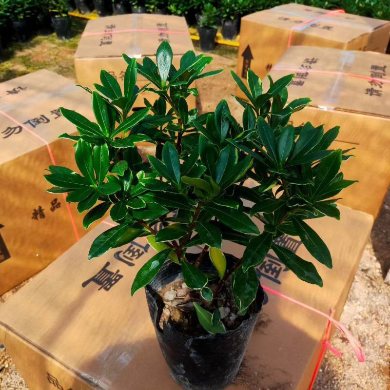 金边瑞香带花苞精品花卉室内外绿植浓香型年宵花耐寒耐热