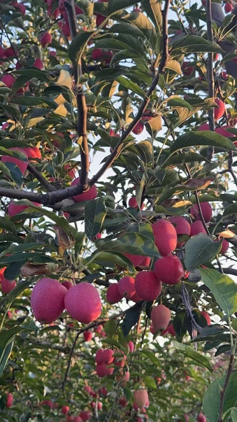 【推荐】鸡心果/海棠果大量上市产地直发量大从优欢迎来电