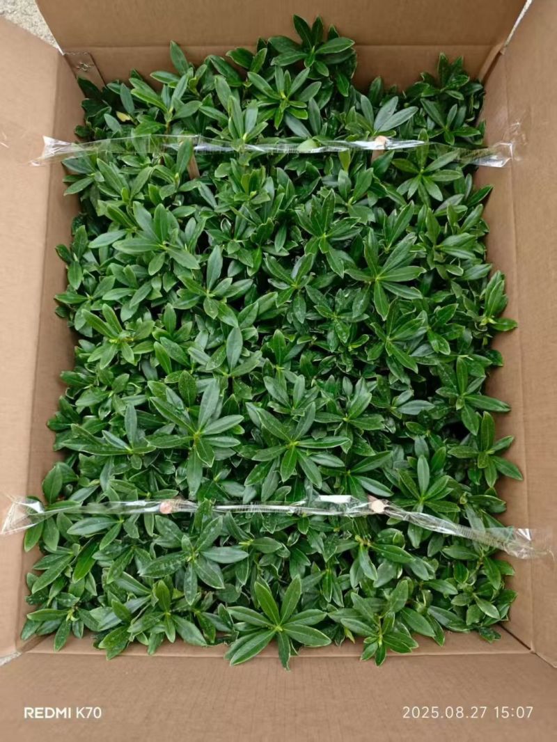 金边瑞香带花苞精品花卉室内外绿植浓香型年宵花耐寒耐热