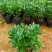 金边瑞香带花苞精品花卉室内外绿植浓香型年宵花耐寒耐热