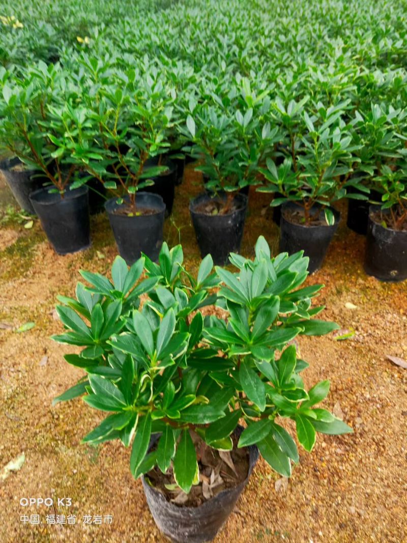金边瑞香带花苞精品花卉室内外绿植浓香型年宵花耐寒耐热
