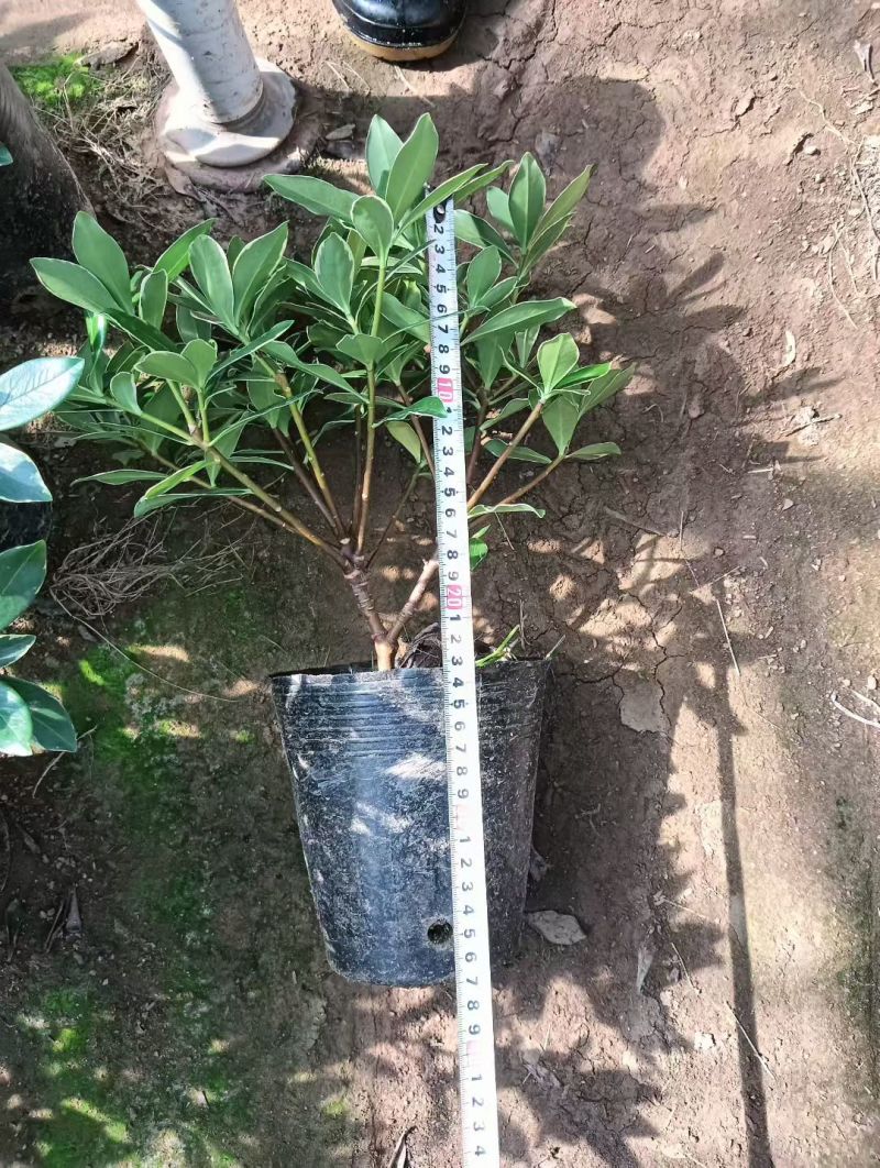 金边瑞香带花苞精品花卉室内外绿植浓香型年宵花耐寒耐热