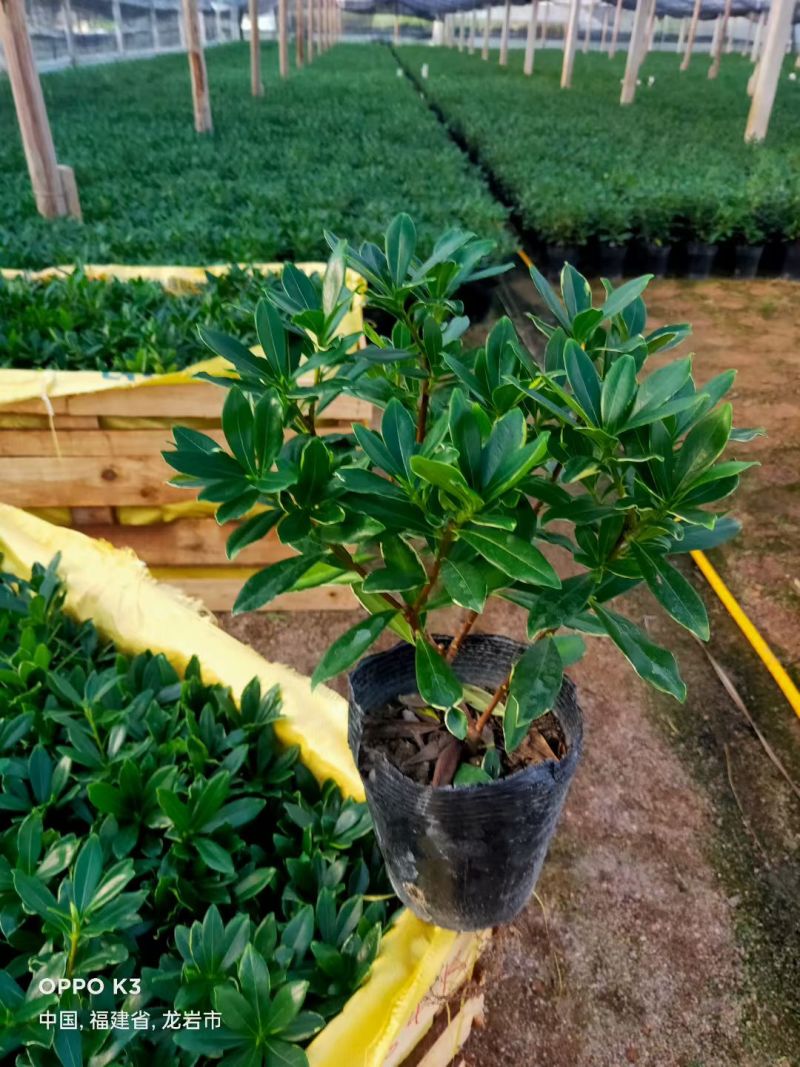 金边瑞香带花苞精品花卉室内外绿植浓香型年宵花耐寒耐热