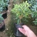 金边瑞香带花苞精品花卉室内外绿植浓香型年宵花耐寒耐热