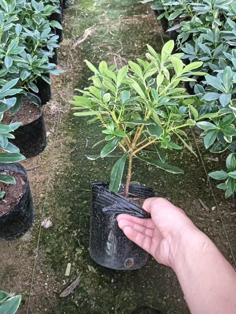 金边瑞香带花苞精品花卉室内外绿植浓香型年宵花耐寒耐热