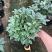 金边瑞香带花苞精品花卉室内外绿植浓香型年宵花耐寒耐热