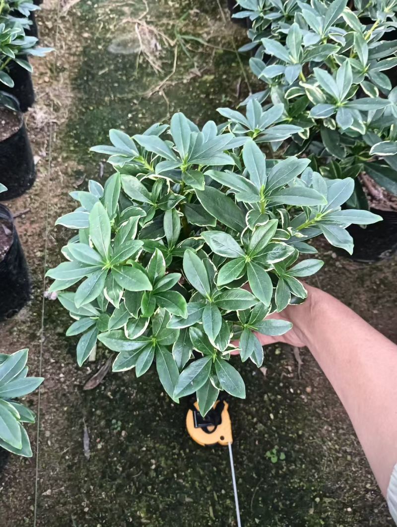 金边瑞香带花苞精品花卉室内外绿植浓香型年宵花耐寒耐热