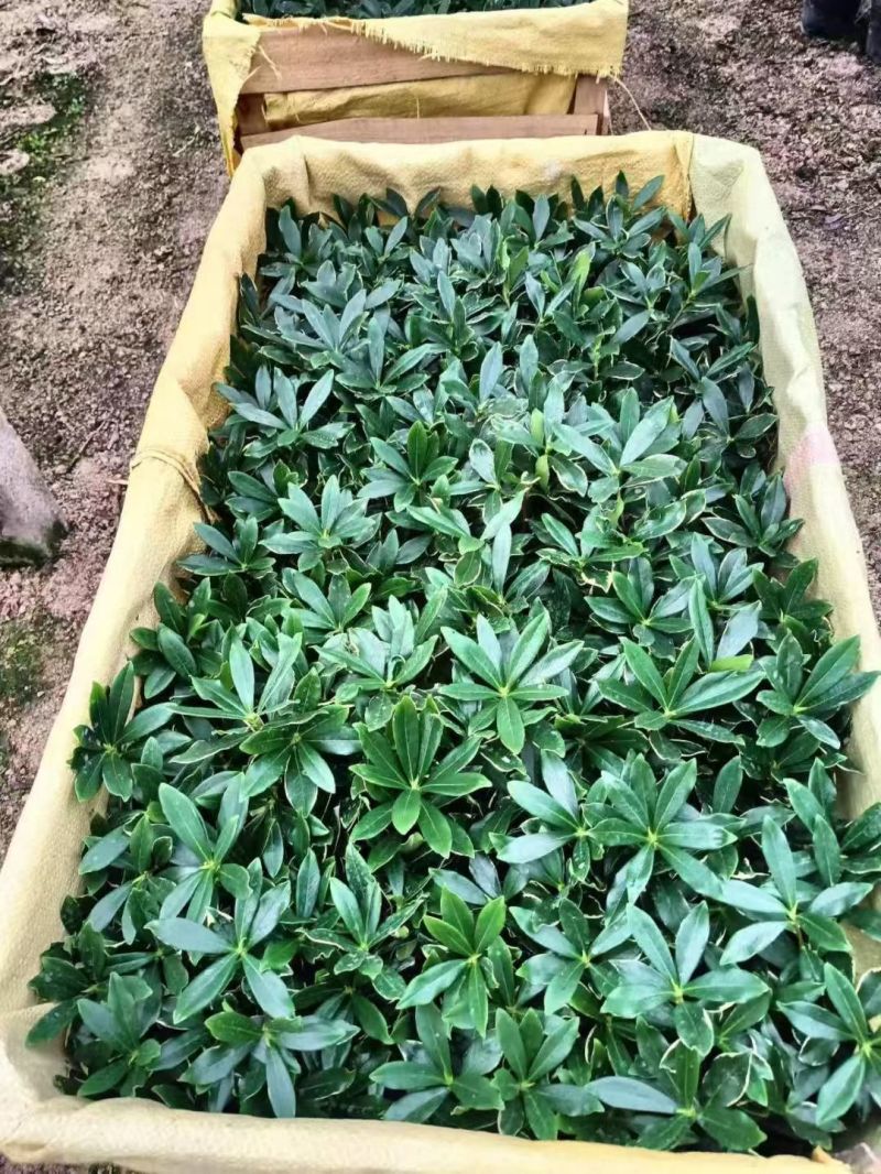 金边瑞香带花苞精品花卉室内外绿植浓香型年宵花耐寒耐热