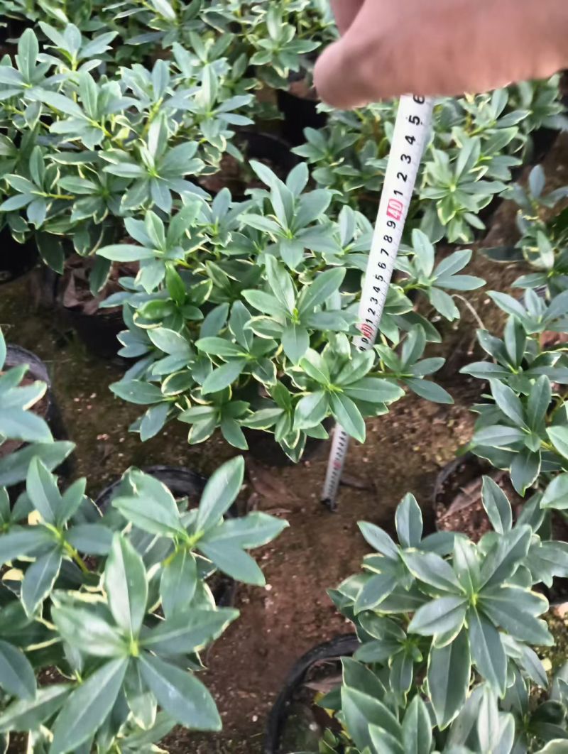 金边瑞香带花苞精品花卉室内外绿植浓香型年宵花耐寒耐热