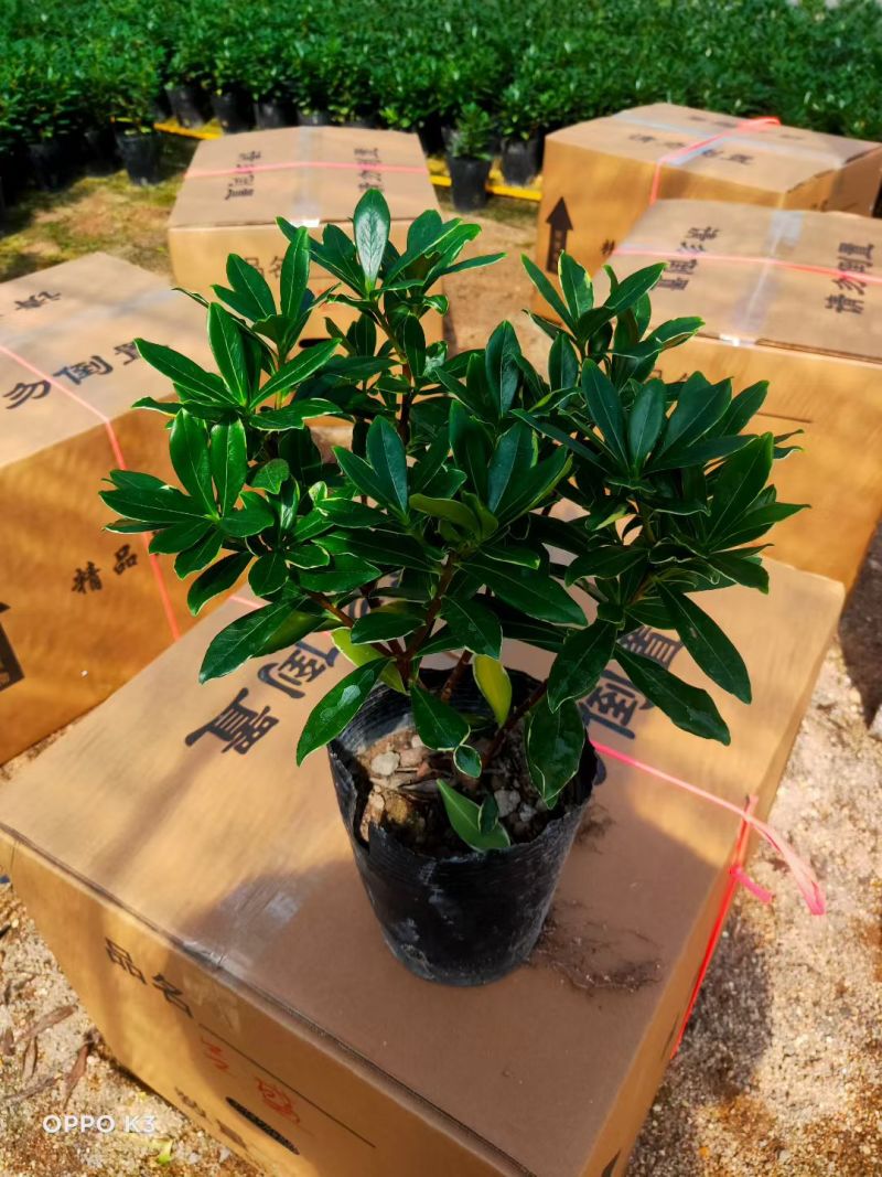 金边瑞香带花苞精品花卉室内外绿植浓香型年宵花耐寒耐热