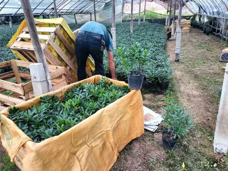 金边瑞香带花苞精品花卉室内外绿植浓香型年宵花耐寒耐热