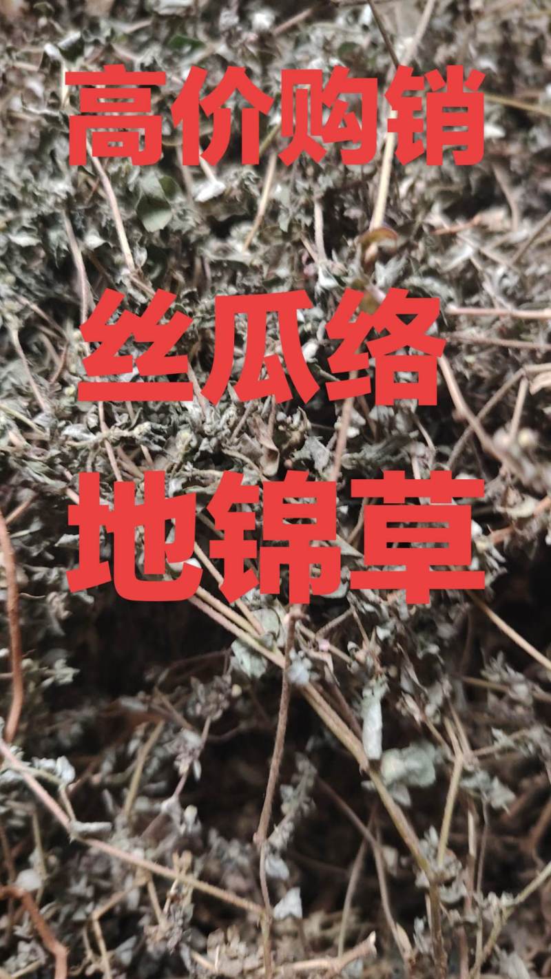药用地锦草野生，奶浆草散装，血见愁，有大货机压包价格优惠