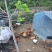 河南郑州散养九斤红土鸡