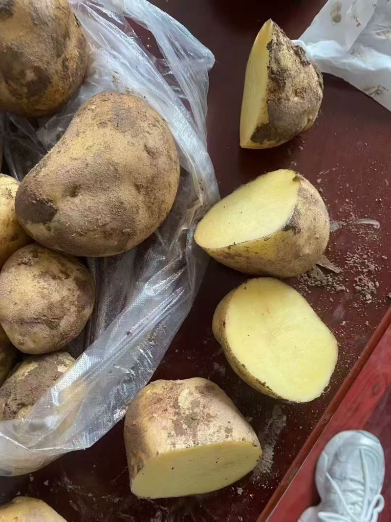 高原土豆，高寒土豆，绿色植物，土豆粉量大，沙土地，特产