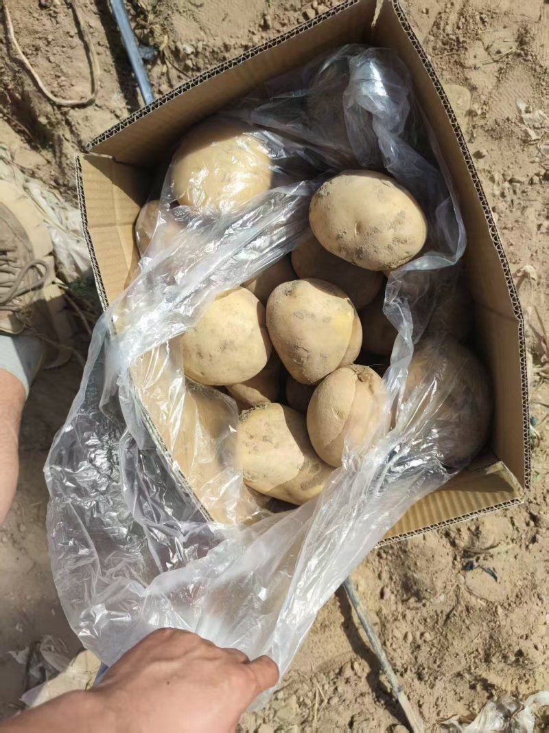 高原土豆，高寒土豆，绿色植物，土豆粉量大，沙土地，特产