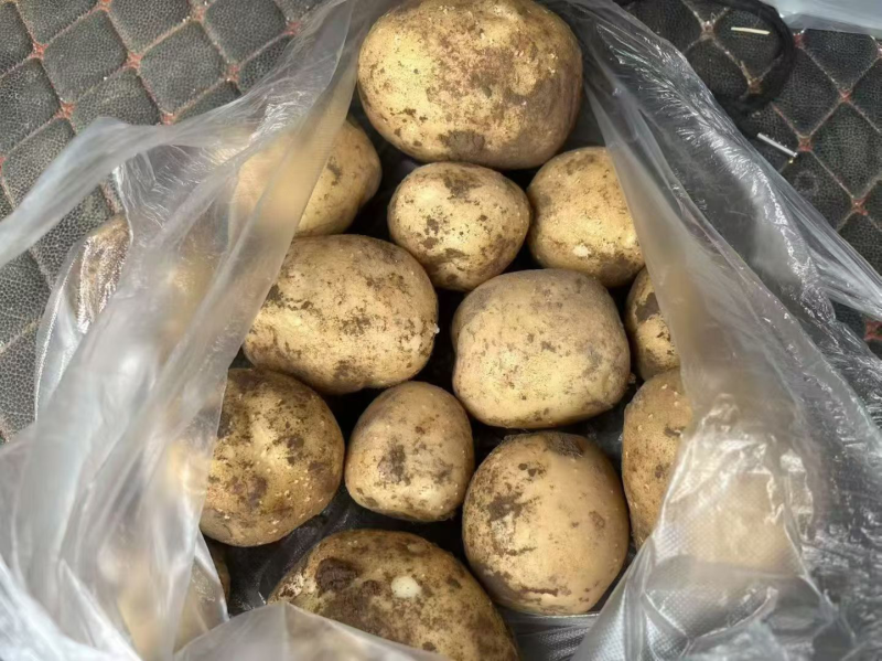 高原土豆，高寒土豆，绿色植物，土豆粉量大，沙土地，特产