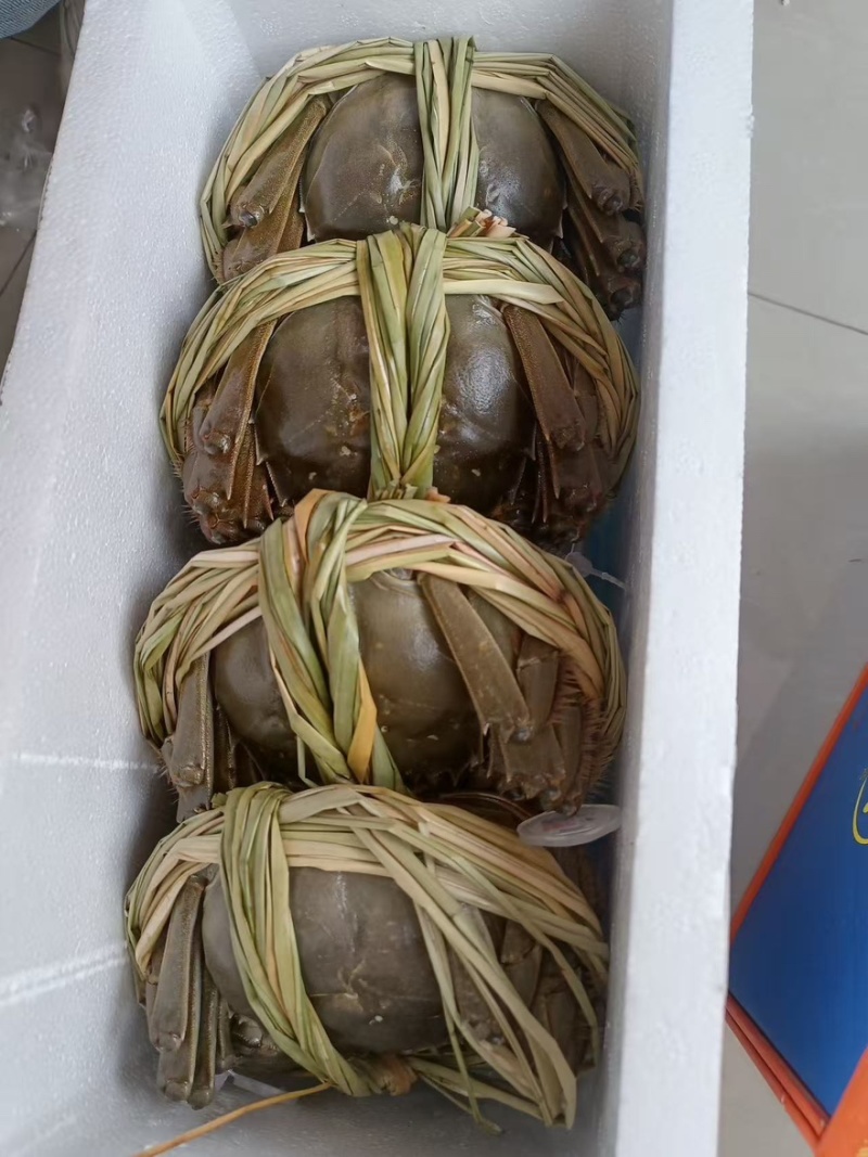 阳澄湖大闸蟹/产地直发，各种规格礼盒可选，全国发货