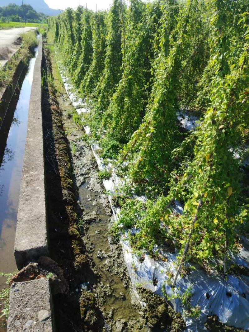 养肝草大量上市，产地直发，品质保证，服务周到，诚信经营