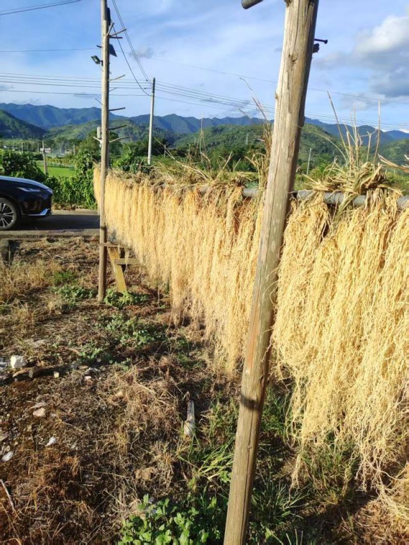 养肝草大量上市，产地直发，品质保证，服务周到，诚信经营
