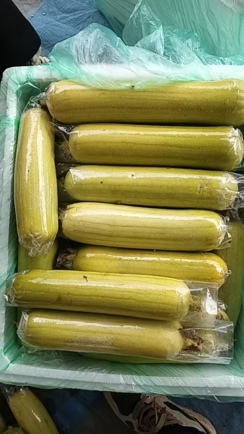 丝瓜