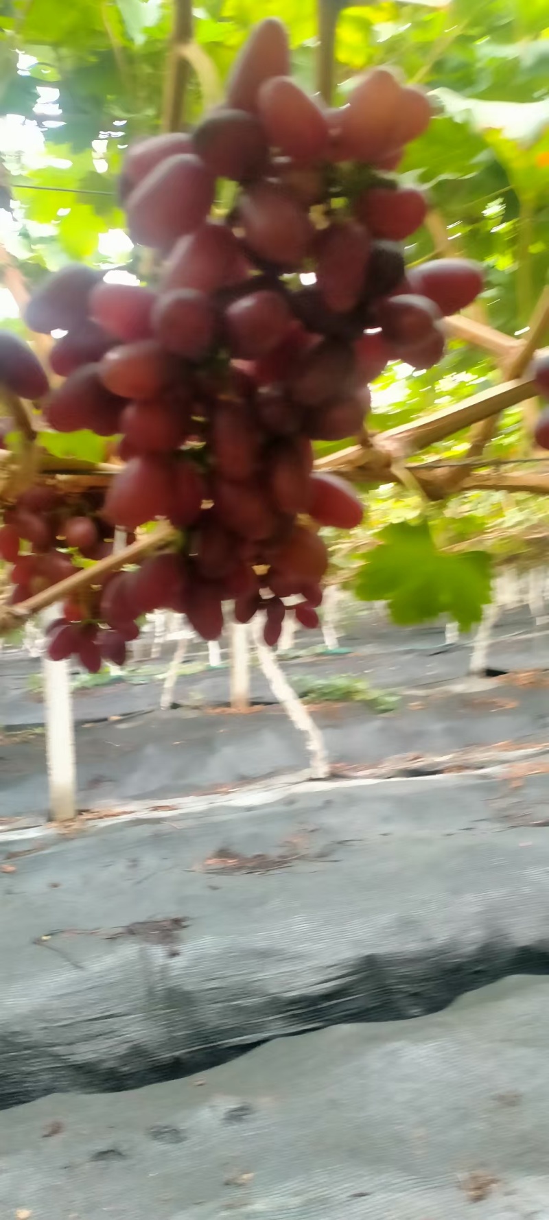 紫甜葡萄