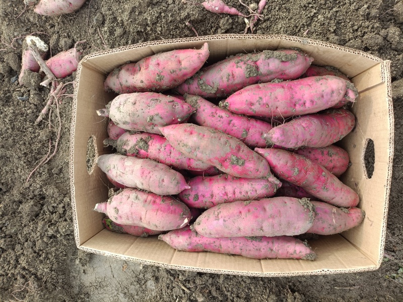 红瑶蜜薯大量出货