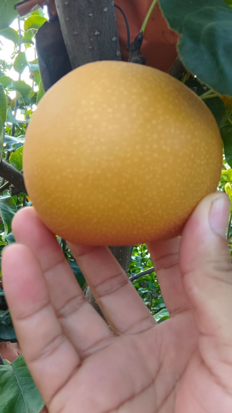 秋月梨