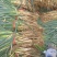甘肃大葱钢葱40-45货源充足量大从优