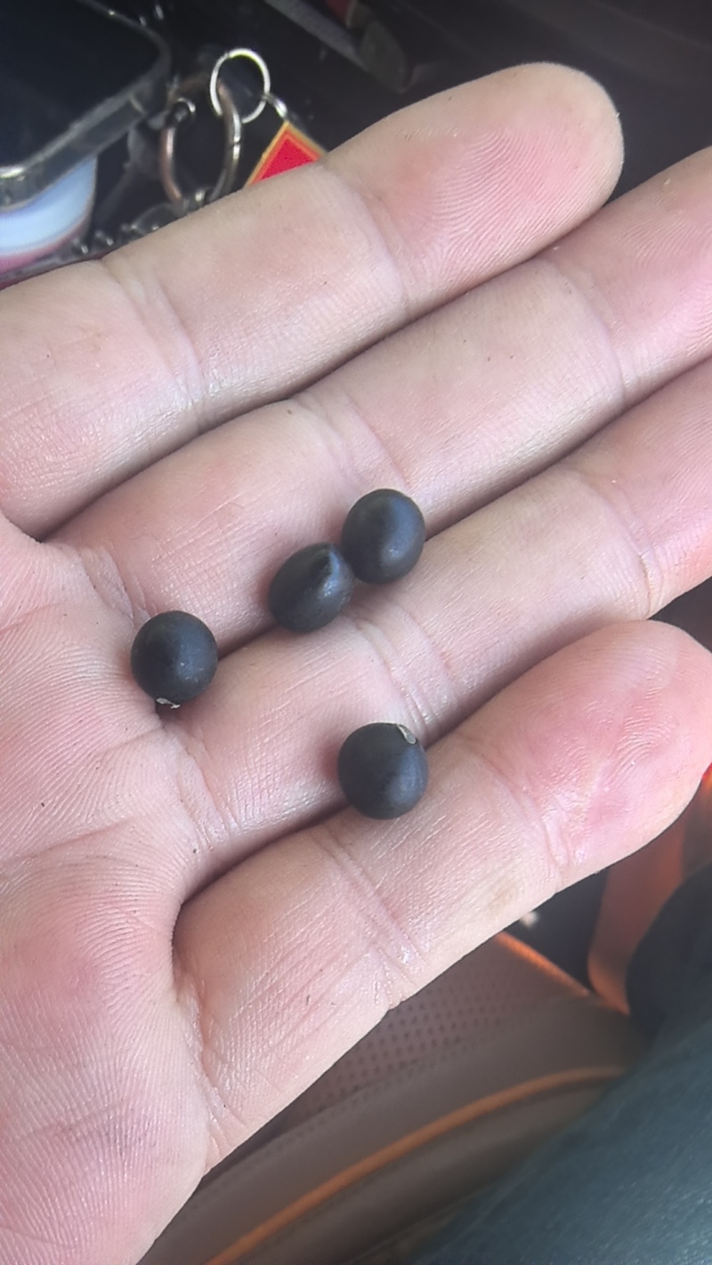 黑豆，清仁，自家种植