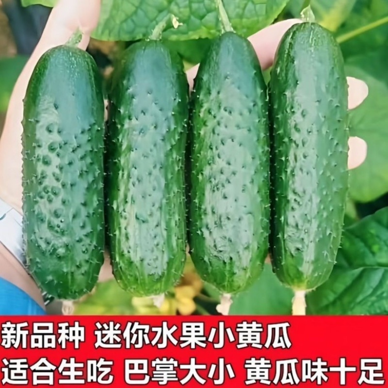 玛莎小黄瓜