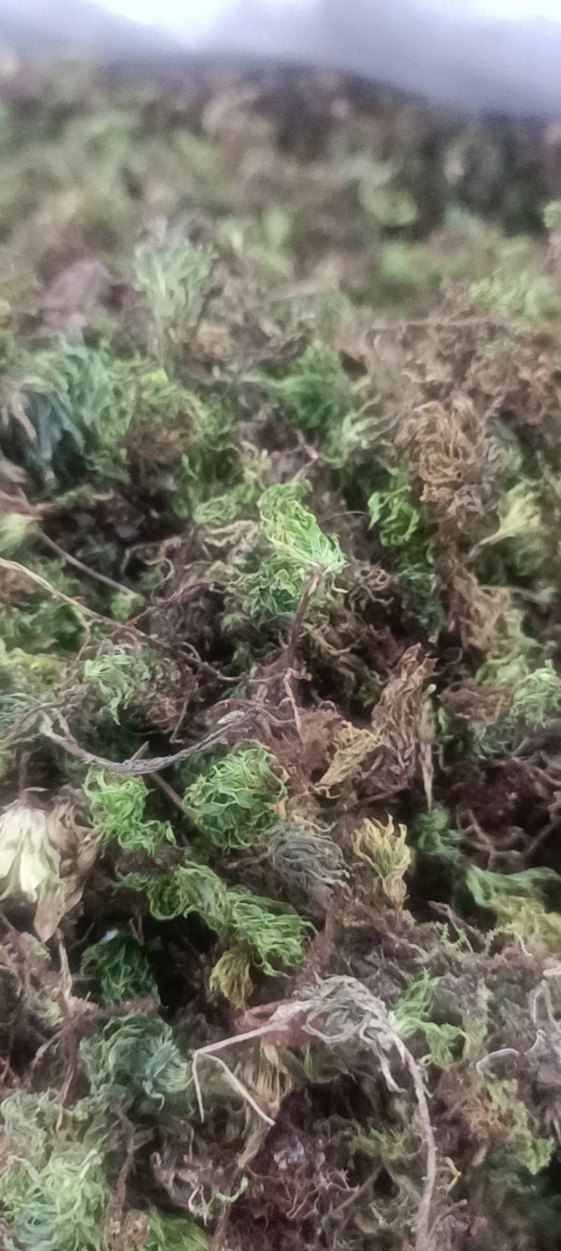 回心草无硫***图片实物拍摄需要的直接下单就可以
