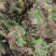 回心草无硫***图片实物拍摄需要的直接下单就可以