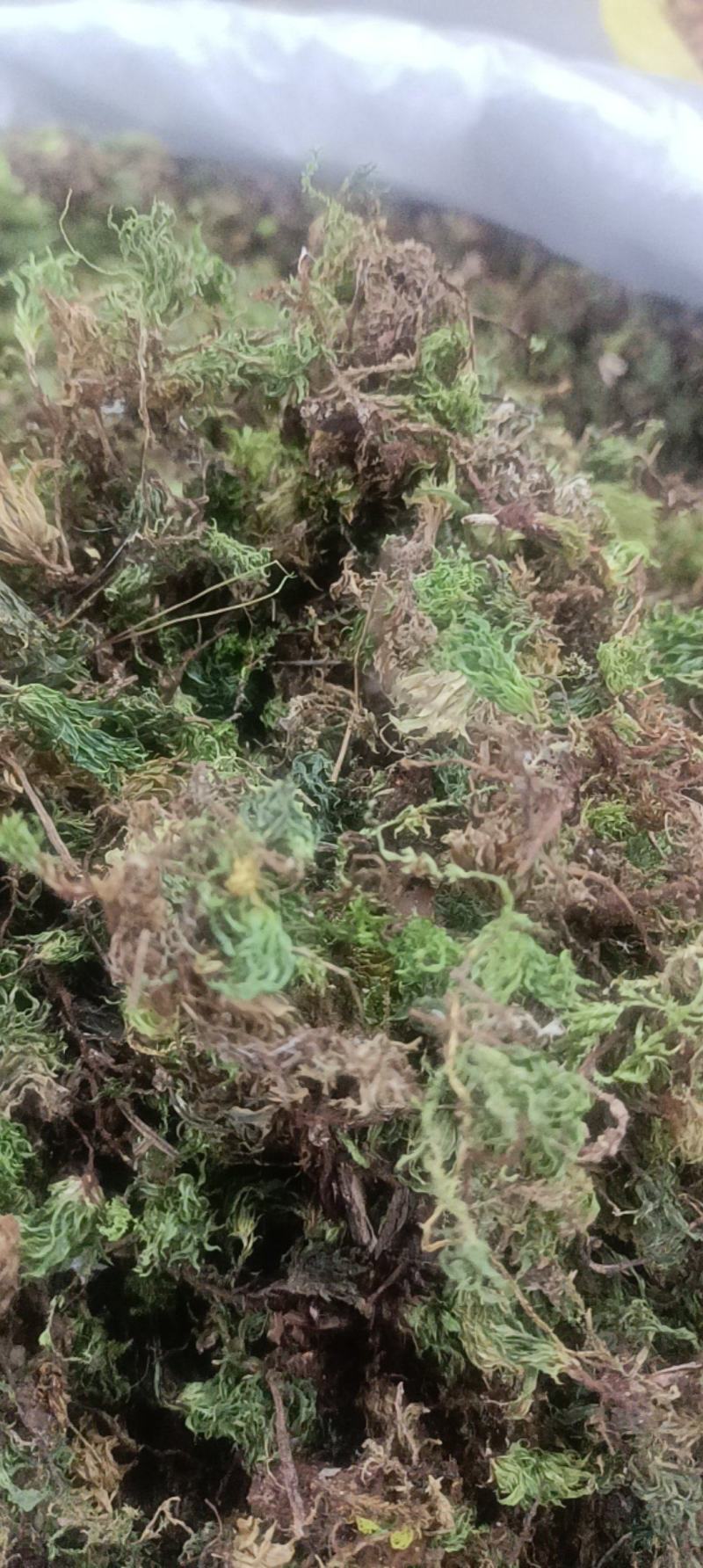 回心草无硫***图片实物拍摄需要的直接下单就可以
