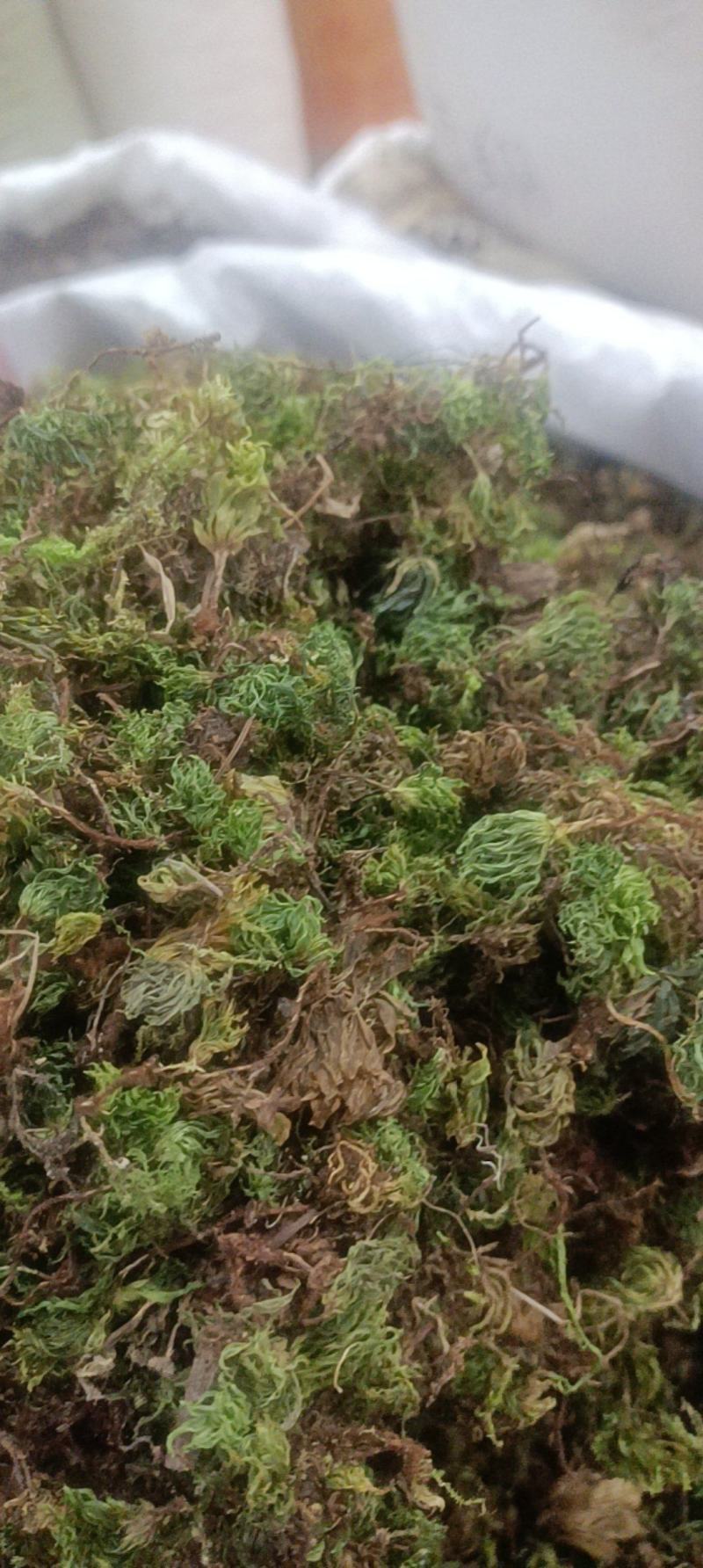回心草无硫***图片实物拍摄需要的直接下单就可以