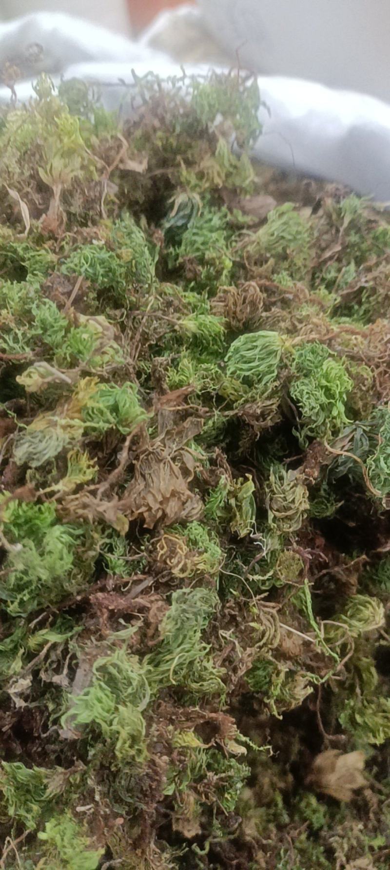 回心草无硫***图片实物拍摄需要的直接下单就可以
