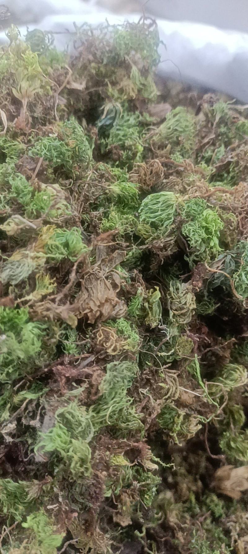 回心草无硫***图片实物拍摄需要的直接下单就可以