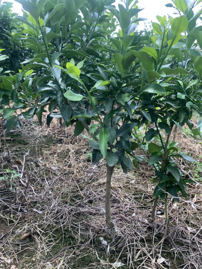 早熟砂糖橘苗（带土球）
