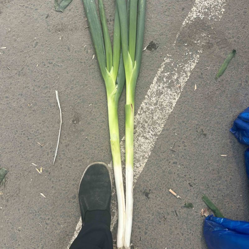 长白大葱出货了有要的联系