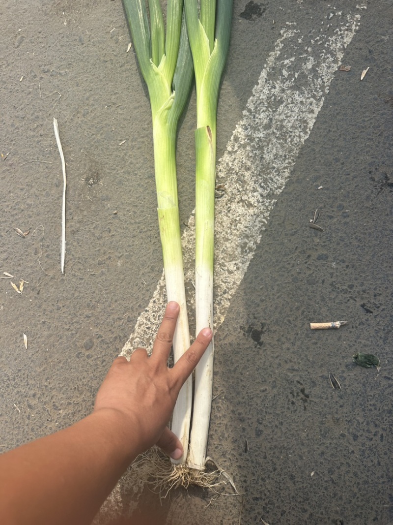 长白大葱出货了有要的联系