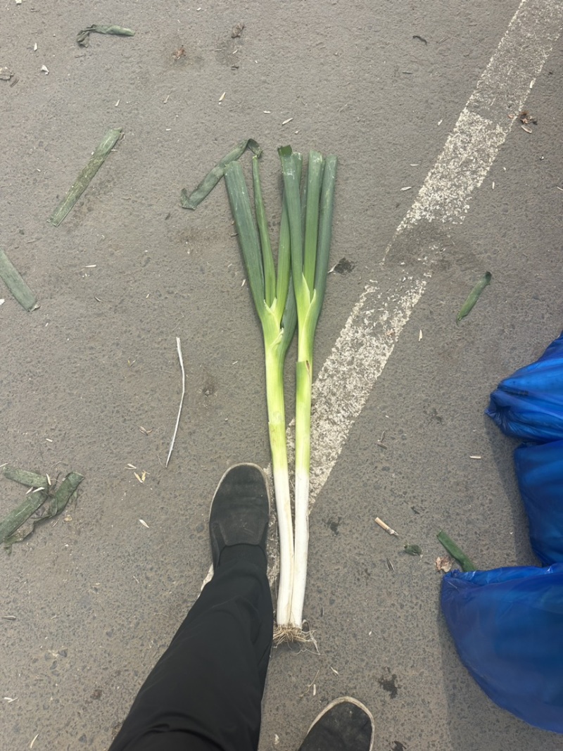 长白大葱出货了有要的联系